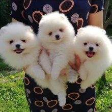 Krásne šteniatka pomeranianov - psy a fenky plne k
