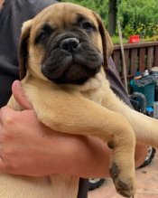 Šteniatko - psík plemena Bullmastiff s PP