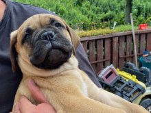 Šteniatko - psík plemena Bullmastiff s PP