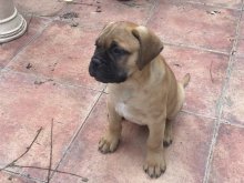 Šteniatko - psík plemena Bullmastiff s PP