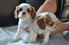 Kavalír king charles spaniel