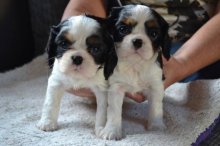 Kavalír king charles spaniel