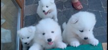 Čistokrvný samojed bez PP