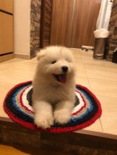 Čistokrvný samojed bez PP