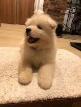 Čistokrvný samojed bez PP