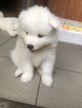Čistokrvný samojed bez PP