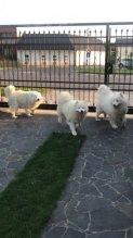 Čistokrvný samojed bez PP
