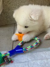Čistokrvný samojed bez PP