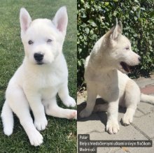 Sibírsky husky šteniatka