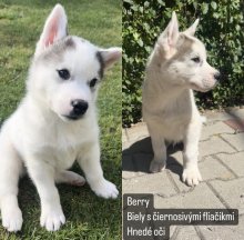 Sibírsky husky šteniatka