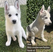 Sibírsky husky šteniatka
