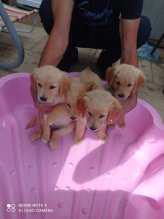 Zlatý retriever
