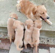 Zlatý retriever