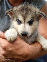 Sibírsky husky