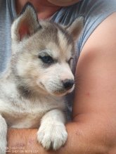 Sibírsky husky