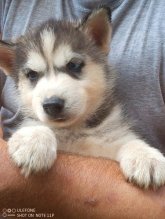 Sibírsky husky