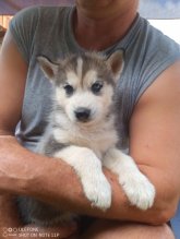 Sibírsky husky
