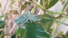 Chameleón jemenský