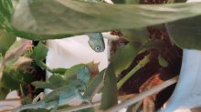 Chameleón jemenský