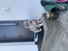 Šteniatka American Bully XL