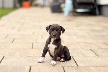 Šteniatka American Bully XL