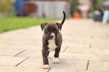 Šteniatka American Bully XL