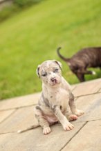 Šteniatka American Bully XL