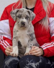 American Bully XL
