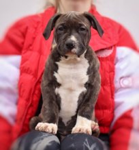 American Bully XL