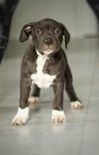 American Bully XL