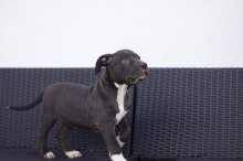 American Bully XL
