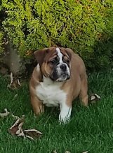 Anglický buldog - šteniatka s PP