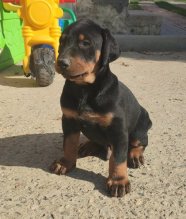 Predám šteniatko dobermana