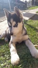sibírske husky