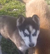 sibírske husky