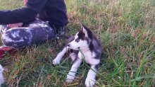 sibírske husky
