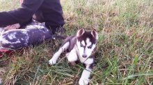 sibírske husky