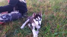 sibírske husky