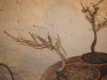 bonsai,bonsaj