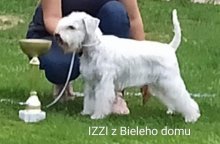 Bradáč malý biely
