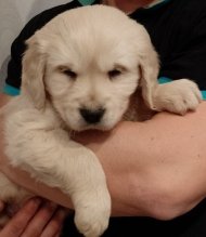 Zlatý retriever