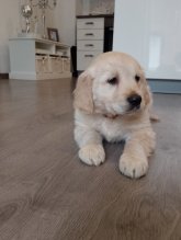 Zlatý retriever