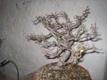BONSAI,  BONSAJ
