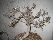 BONSAI,  BONSAJ