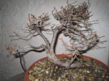 BONSAI,  BONSAJ