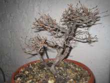 BONSAI,  BONSAJ