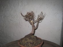 BONSAI,  BONSAJ