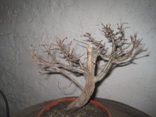 BONSAI,  BONSAJ