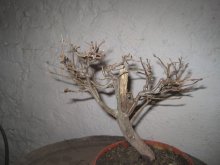 BONSAI,  BONSAJ