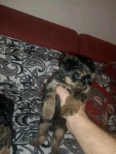 Yorkshire mini